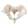 thumbnail image 4 of Modelo de pelvis femenina humana, esqueleto, modelo médico, entrenamiento del suelo pélvico, esqueleto humano, herramienta de enseñanza para, 4 of 8