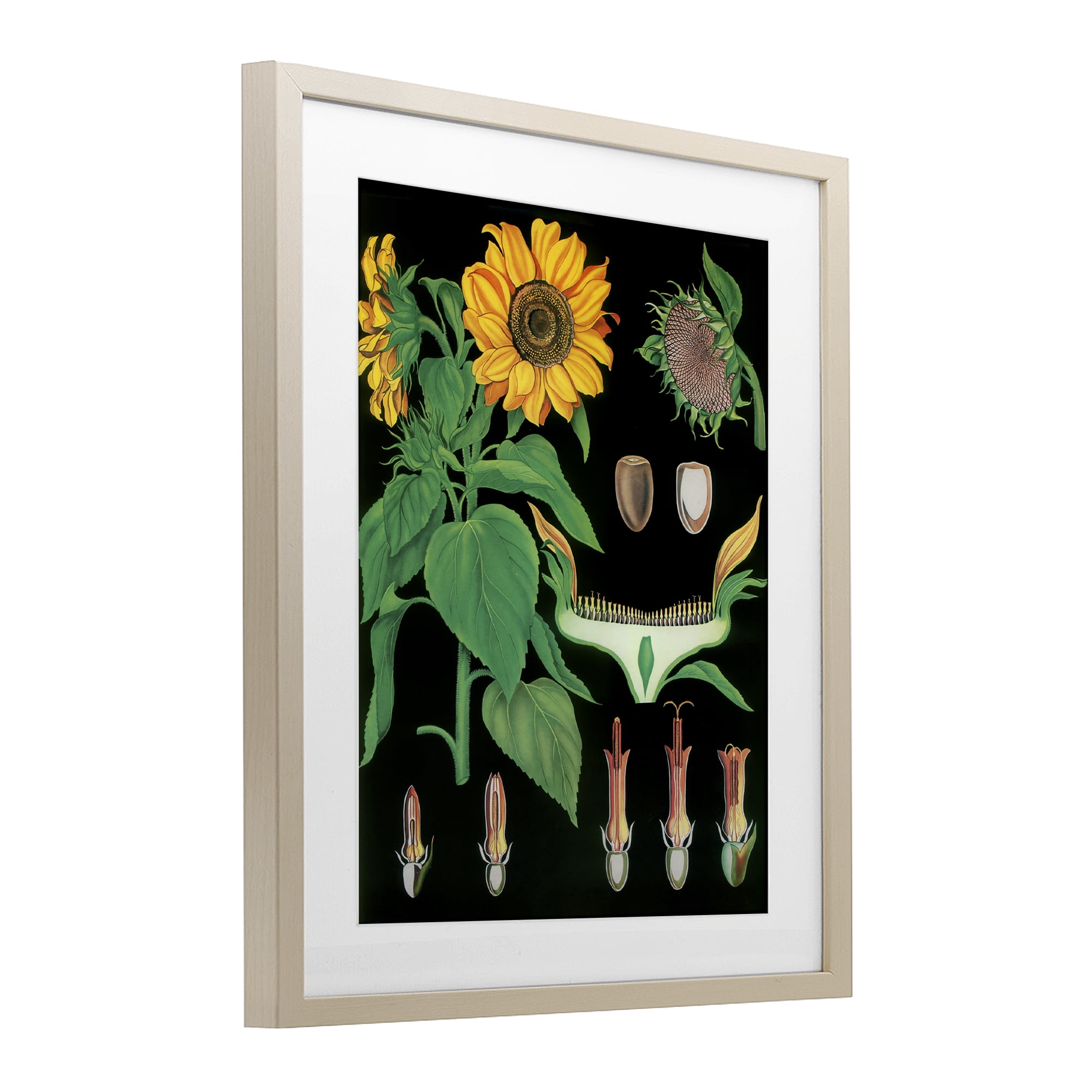 Stupell Industries Sunflower Bulb Illustrations Birch Framed Print Under Glass, design by Vintage Hustle