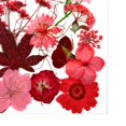 thumbnail image 7 of 1 Dried Flowers for Resin , Natural Pressed Flowers Leaves for Crafts, Candle,Jewelry Making, Embellishment, Nail, flower decor Red, 7 of 7