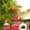 Red, variant on Bird Feeder For Outside Hanging,Squirrel Proof Bird Seed Feeders Outdoor Bird Feeders , Sparrow,Finchs,Chickadee Etc