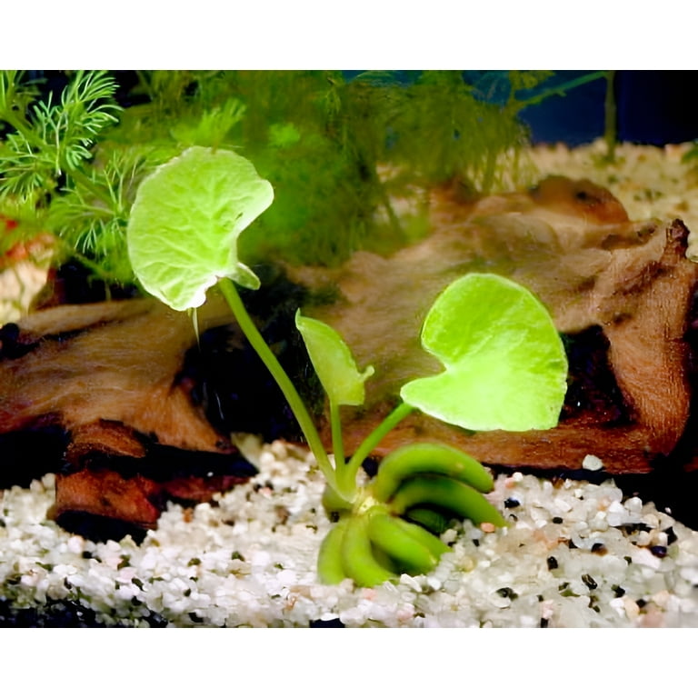Banana plant aquarium hotsell