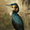 Cormorant, variant on Floral Cross Watercolor Canvas Print Home Indoor Wall Art