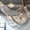 Silver, variant on Balsa Circle 5x32 feet Silver Premium Chiffon Sheer Curtain Panel Ceiling Backdrop Drape Party Events Decorations