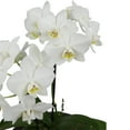 thumbnail image 2 of Element by Altman Plants 18-30" White Orchid - Modern Pot - Pet Safe - Easy Live Plant - Partial Sun, 2 of 9