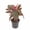 Chandelier, variant on Orange Medinilla Plant - 1 Live Starter Plant - Medinilla Scortechinii - Florist Quality Beautiful Easy Care Indoor Outdoor Tree