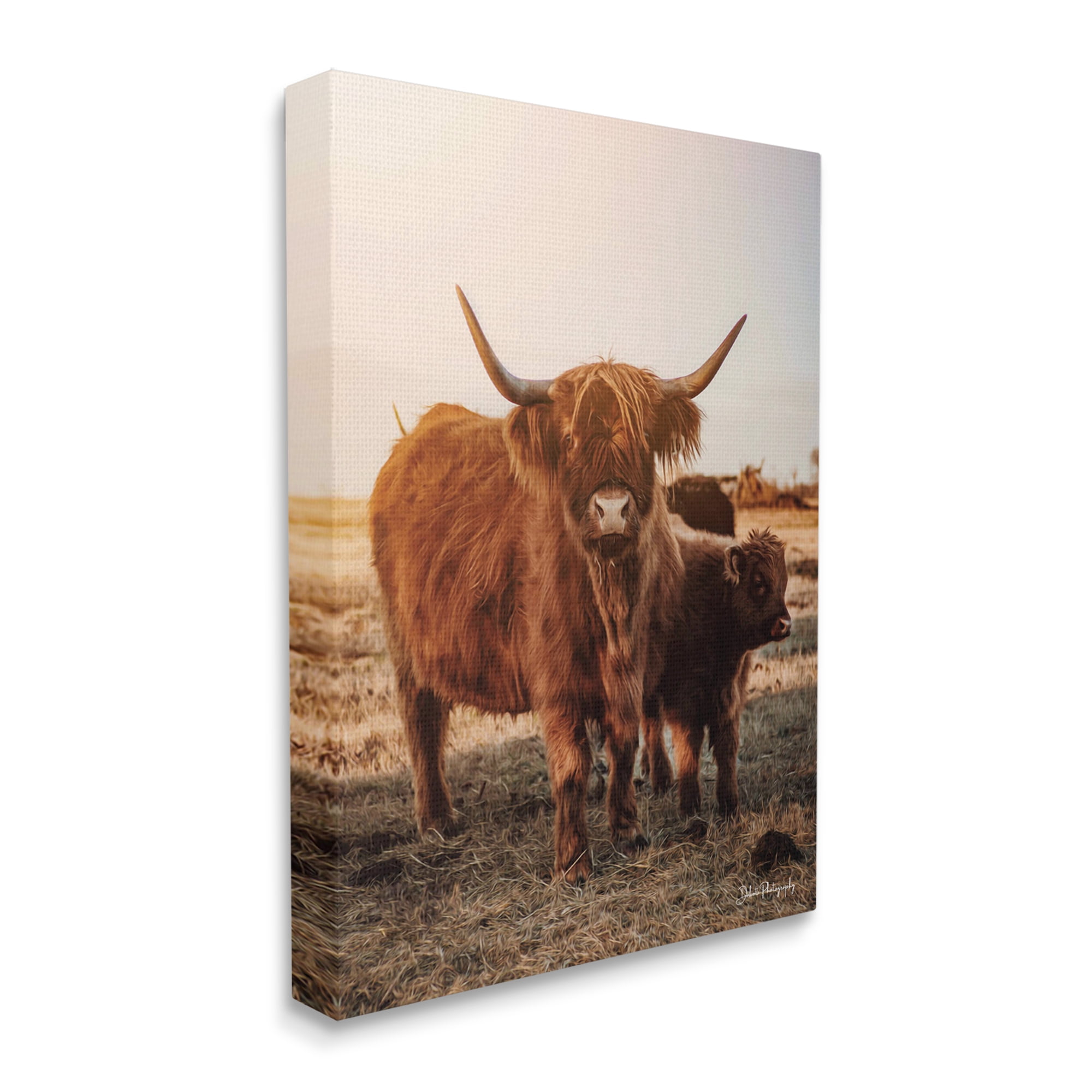 Stupell Industries Longhorn Highland Cattle Cow Warm Sunrise Morning Photograph Gallery Wrapped Canvas Print Wall Art, Design by Dakota Diener