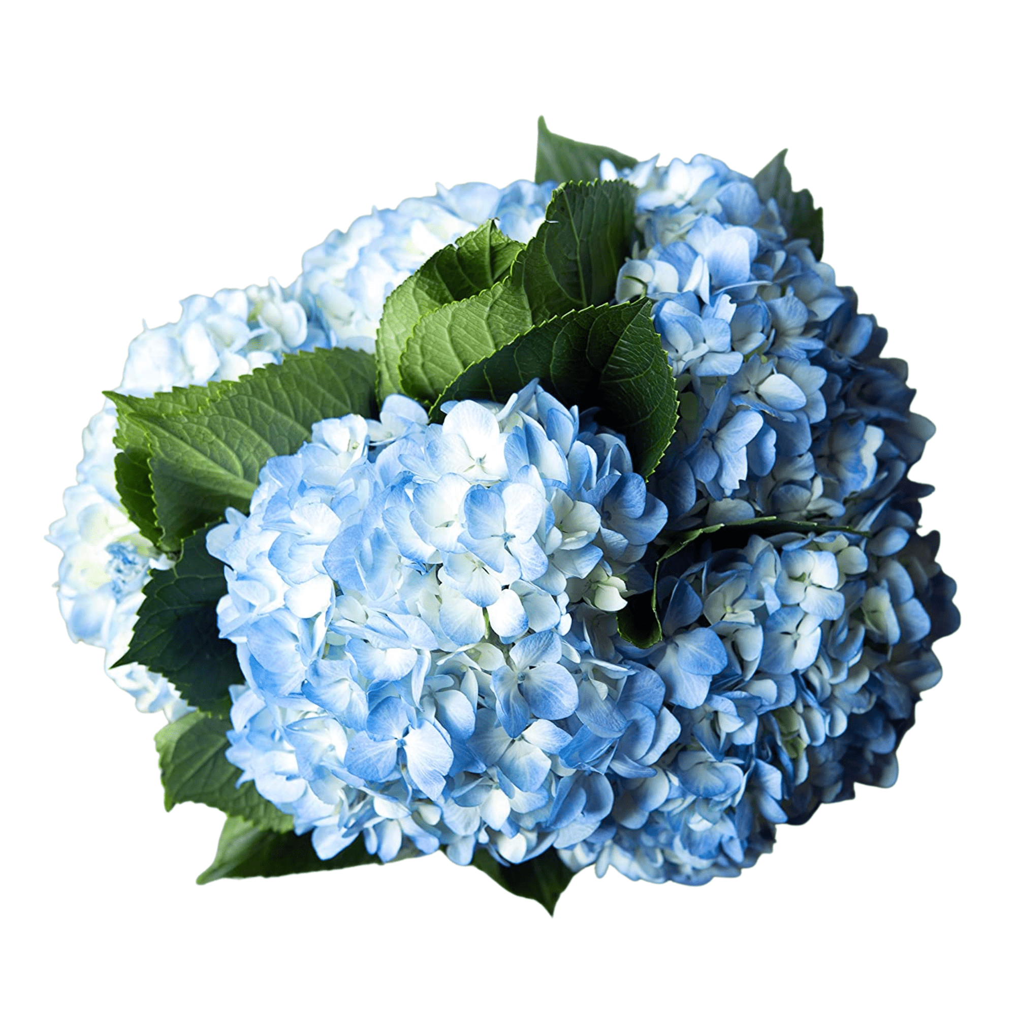 12 Blue Hydrangea by Arabella  Bouquets
