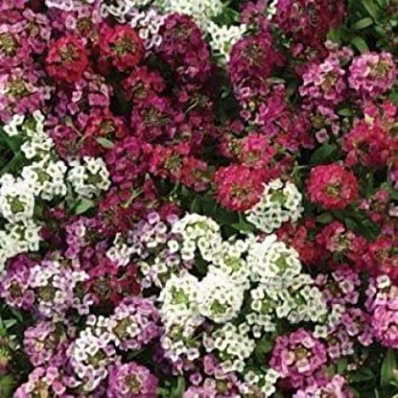 1000 Alyssum Seeds, "Easter Bonnet Mix" MVR1 Excellent edging plant,intense flowers
