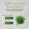 thumbnail image 6 of Asparagus Fern Plumosa, Asparagus setaceus, 4 inch, lace Fern, Climbing Asparagus, or ferny, 6 of 8