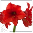 thumbnail image 4 of The Three Company Gold Waxed Amaryllis Plant Bulbs, Blooms Red, Easy Care, No Watering Needed, 4 of 5