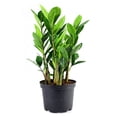 thumbnail image 1 of Zoe ZZ Plant, 1 of 3