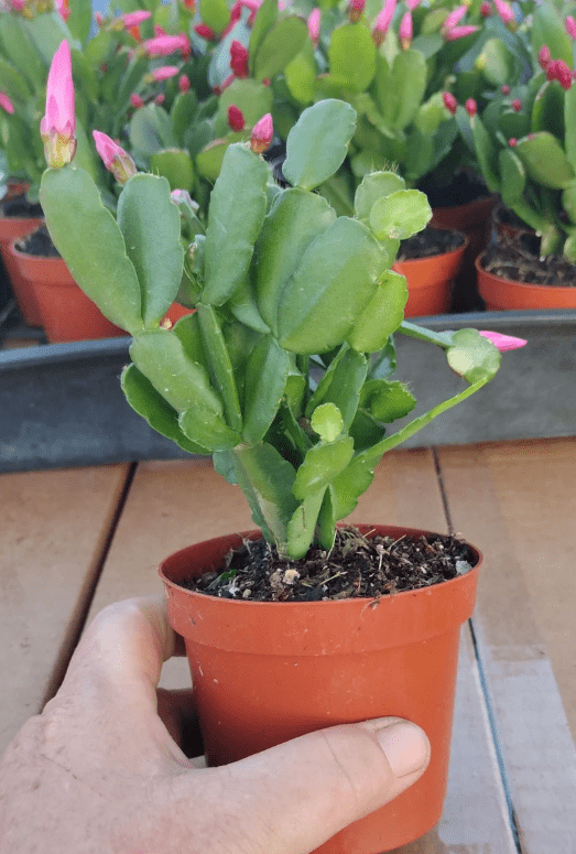 Pink Easter Cactus Plant Live for Planting, Easter Cactus Flower Plant for Indoor Outdoor 4 to 6 Inch Tall