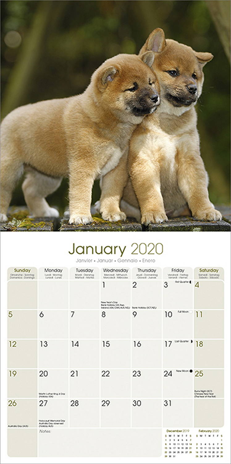 Shiba Inu Calendar 2020 Shiba Inu Dog Breed Calendar