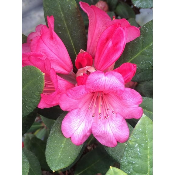 Wine and Roses Rhododendron-Compact Evergreen-Attracts Pollinators  2 Gallon