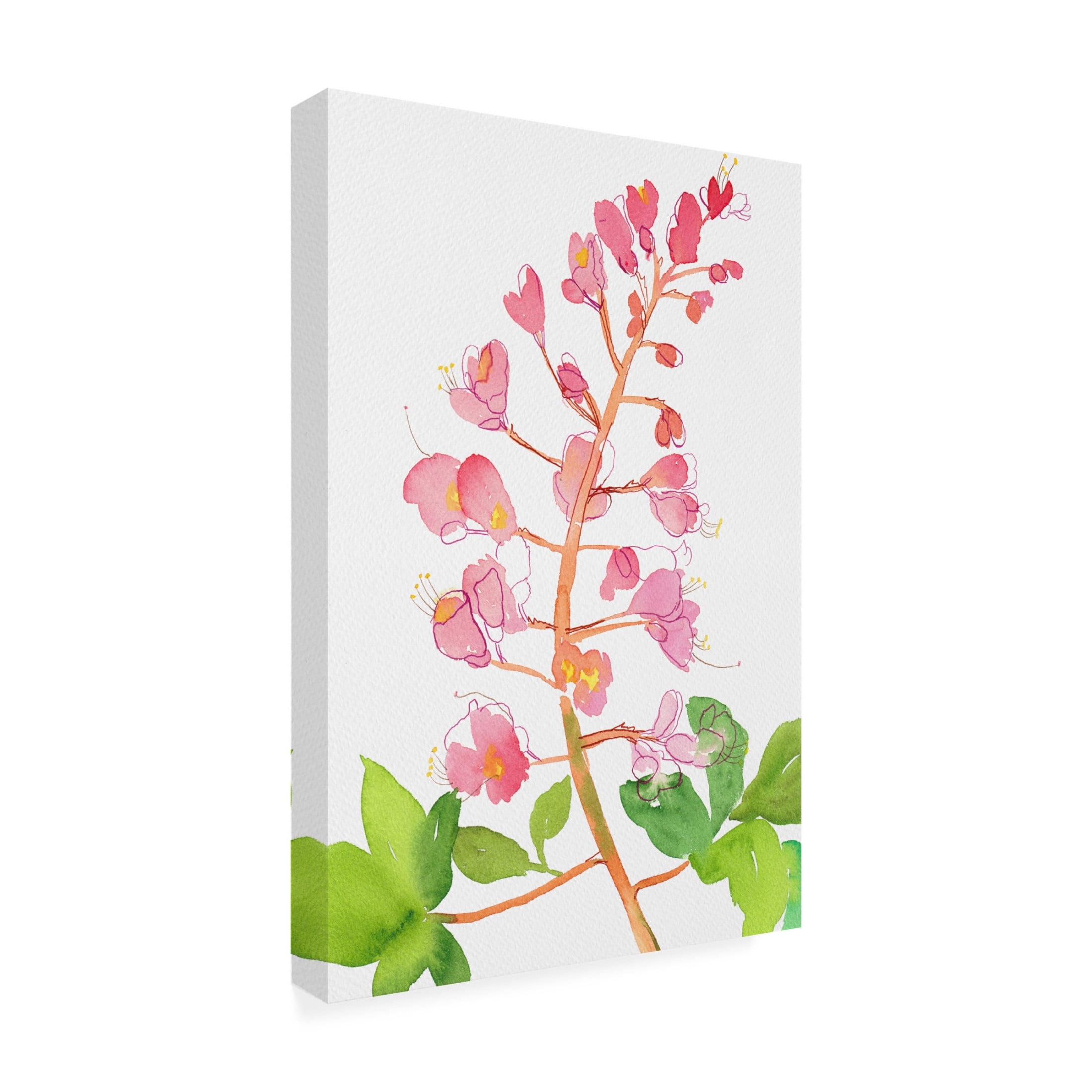 Trademark Fine Art Kata Botanical  Red horse chestnut or Aesculus A carnea with watercolor and ink Canvas Wall Art