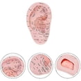 thumbnail image 3 of Ear Acupuncture Model Professional Reflexology Acupoint Learning Display Laboratory Supplies, 3 of 5