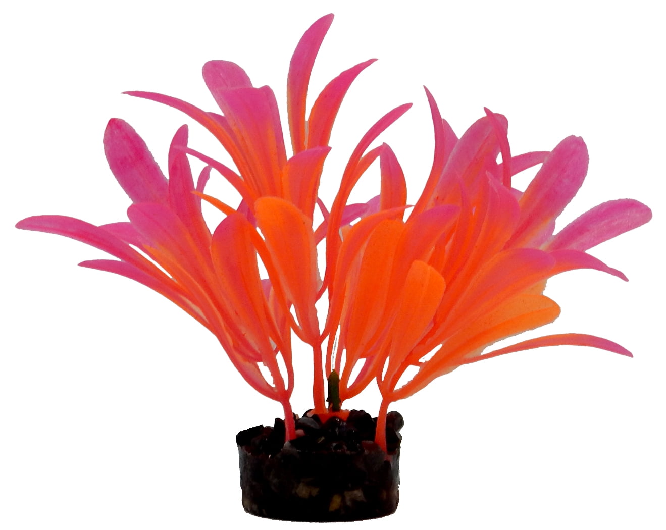 Aqua Culture Bright Plant Assortment