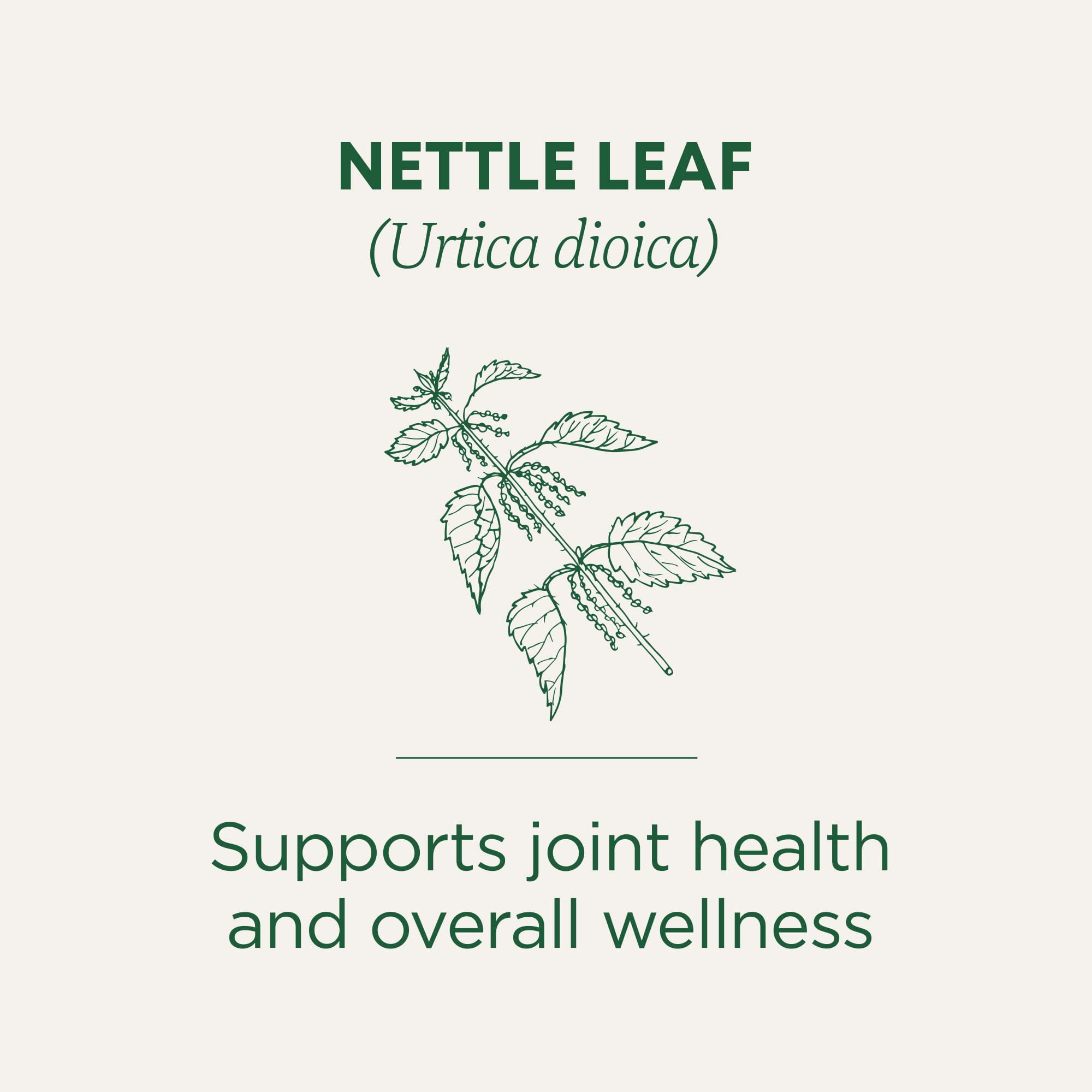 Traditional Medicinals, Organic Nettle Leaf Herbal Tea , 16 Tea Bags