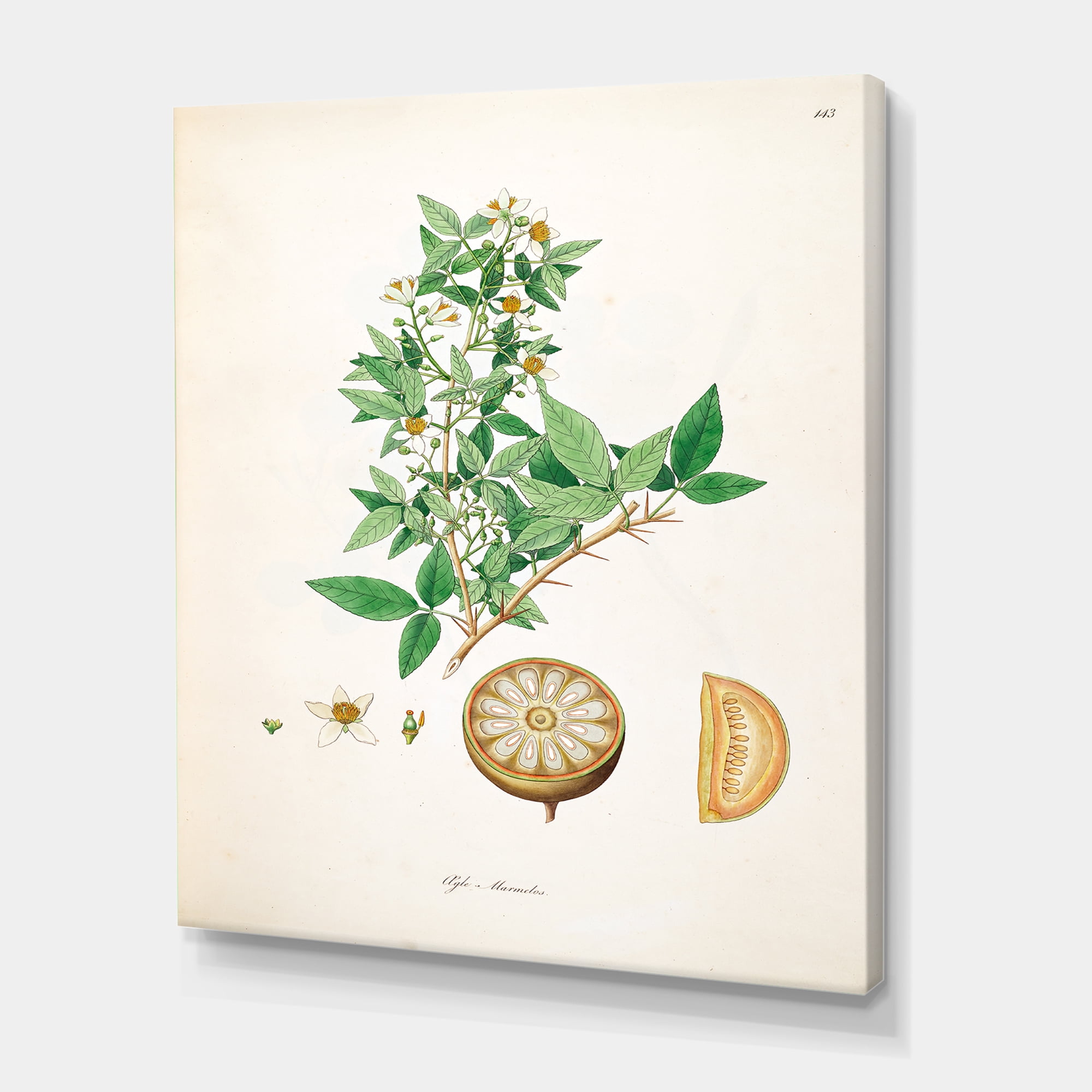 Designart ' Ancient Plant Life X ' Farmhouse Canvas Wall Art Print