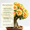 thumbnail image 3 of Desert Rose, Shade Plant for Gardens-Easy Grow-Low Maintenance-Ideal for Beds Borders, Plant Pots & Planters, 3 of 5