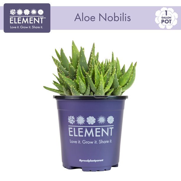 Element Plants 1Gal Aloe Nobilis Live Succulent Plant -