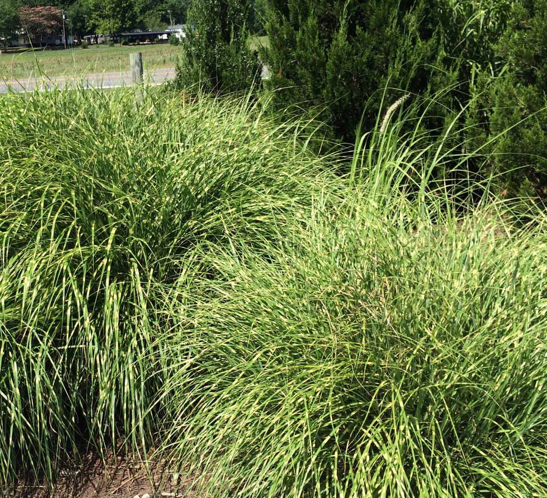 Little Zebra Grass Perennial - Miscanthus sinensis ‘Little Zebra