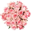 Beautiful Bi-Color Pink Roses