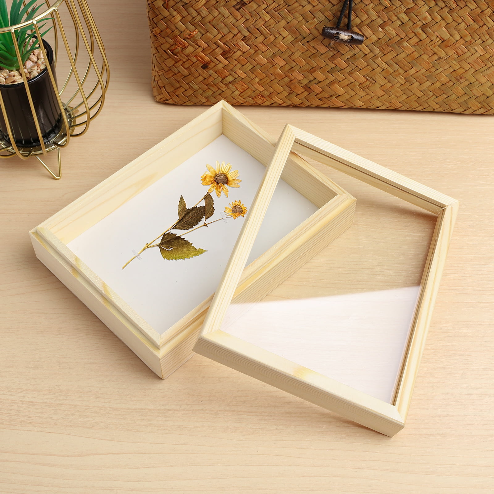 Wooden Specimen Box Insect Specimen Box Specimen Display Box Plant Specimen Box