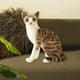 thumbnail image 3 of Gato suave Yotijar Juguete de peluche Simulación Gatos siameses, 3 of 9