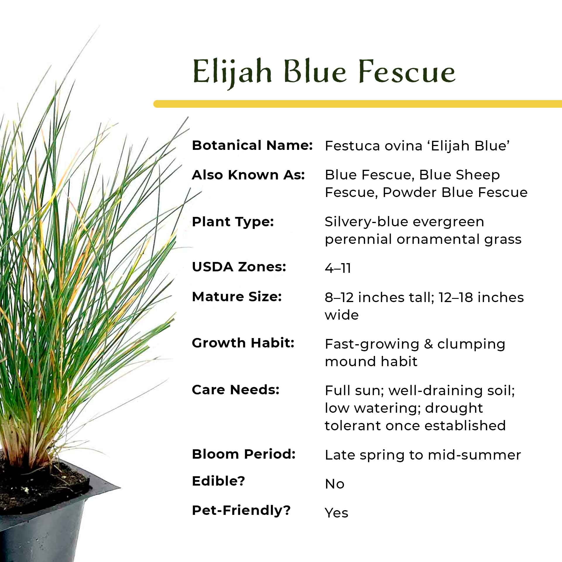 12 Elijah Blue Fescue – Compact Silvery-Blue Evergreen Ornamental Grass for Borders, Edging & Rock Gardens (Festuca ovina ‘Elijah Blue’) in 2.5” Cubes, Live Plants