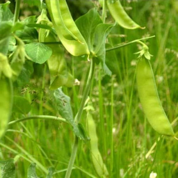 Todd's Seeds Mammoth Melting Pea Heirloom Seed - 15g Packet