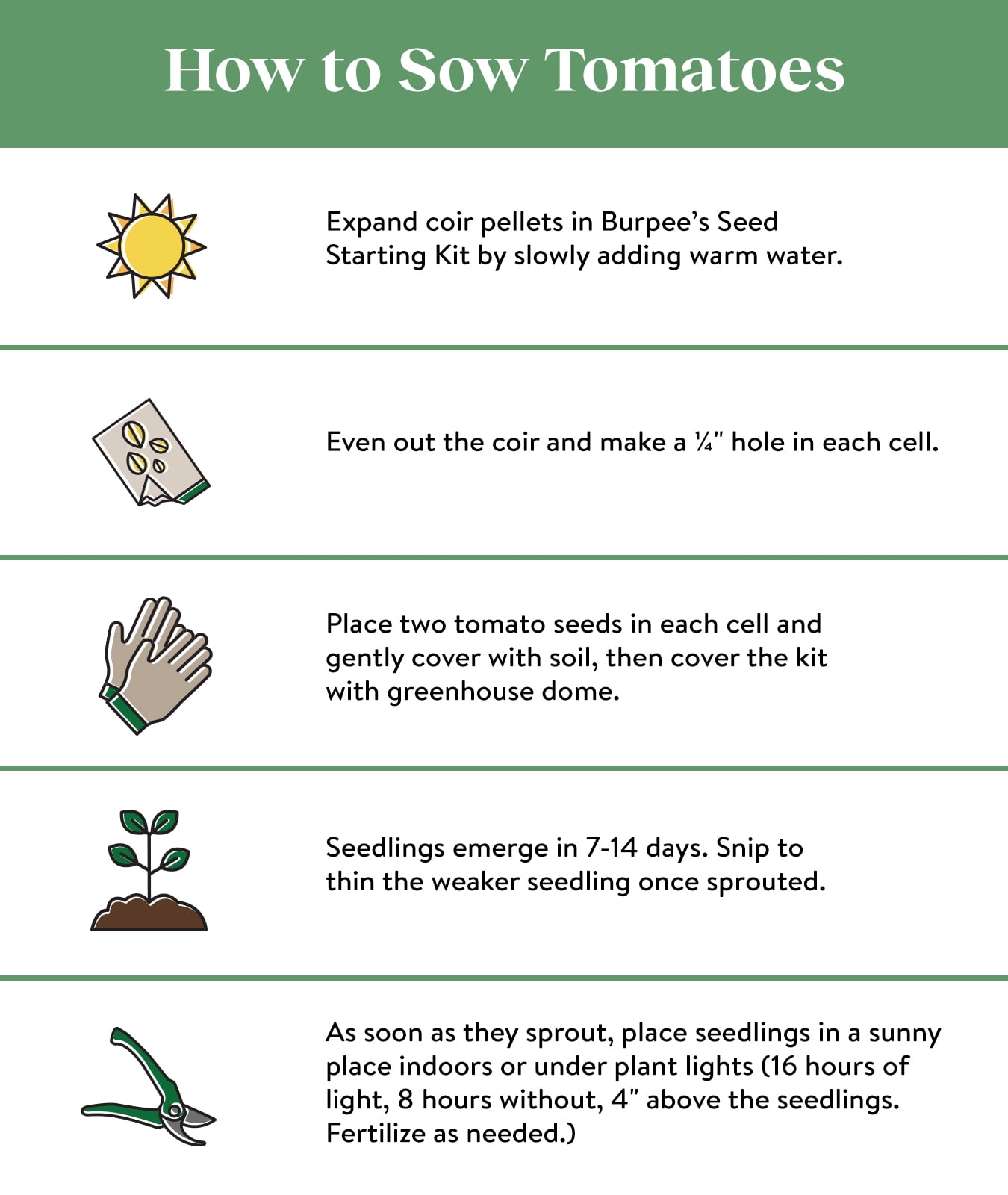 Burpee Super Beefsteak Tomato, Plant Seeds for Home Garden