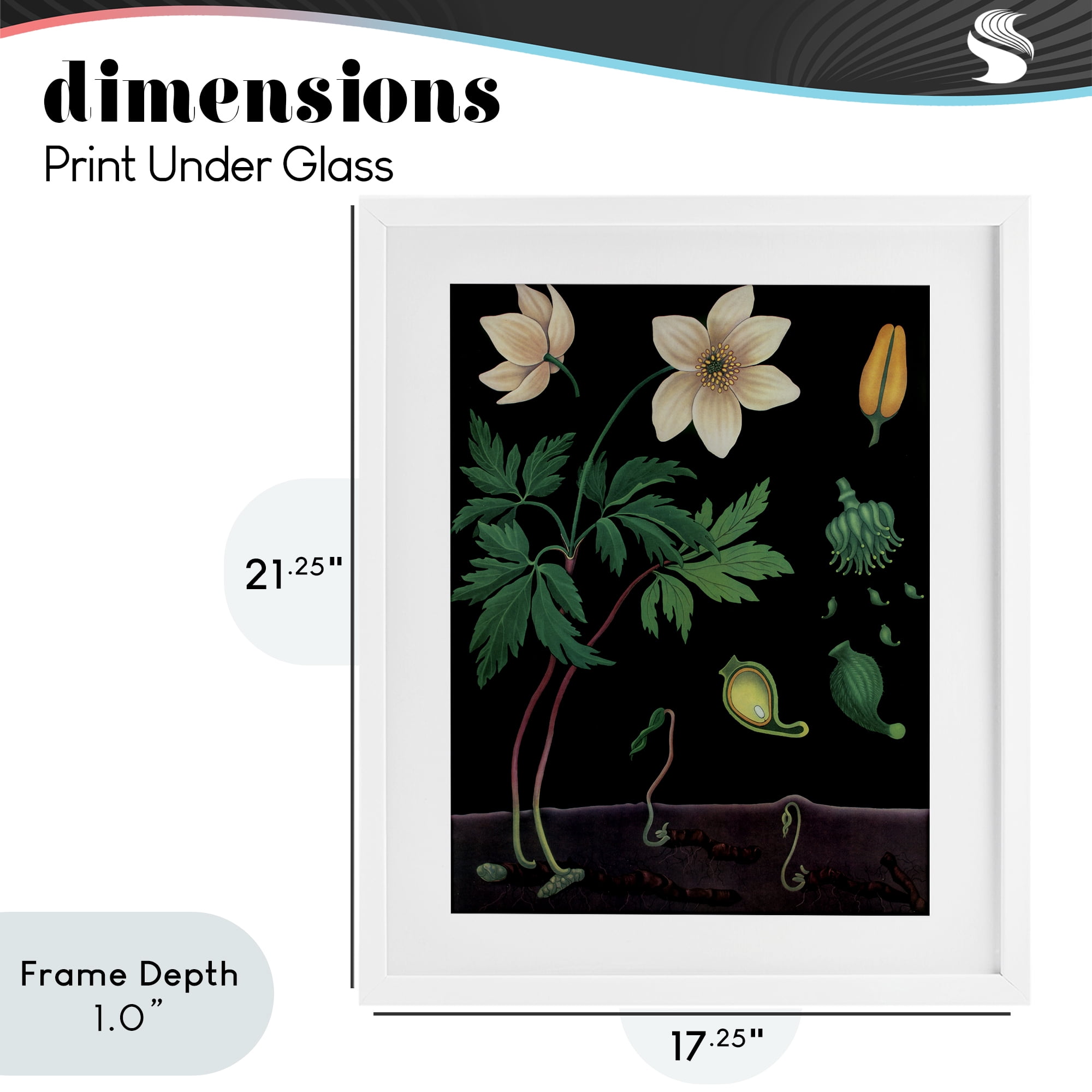 Stupell Industries Sprouting Wildflower Illustrations White Framed Print Under Glass, design by Vintage Hustle