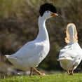 thumbnail image 4 of Porch Goose Costume Wigs Set for Porch Goose Decoration Porch Goose Synthetic Hair Accessories for Porch Goose Display Porch Goose Dress Up Kit Multicolor, 4 of 5