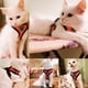thumbnail image 4 of Arnés de verano para perros y gatos, correa ajustable, malla de poliéster, transpirable, reflectante, para perros pequeños y gatos, 4 of 5