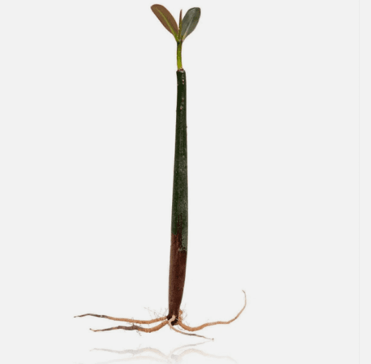 Red Mangrove (Rhizophora mangle) – Live Plant for Aquariums, Paludariums, Brackish & Saltwater Tanks