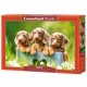 thumbnail image 1 of Rompecabezas Castorland B-53605 500 Piezas Lindos Dachshunds, 1 of 7