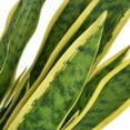 thumbnail image 2 of vidaXL Artificial Sansevieria Plant with Pot 25.6" Green, 2 of 5