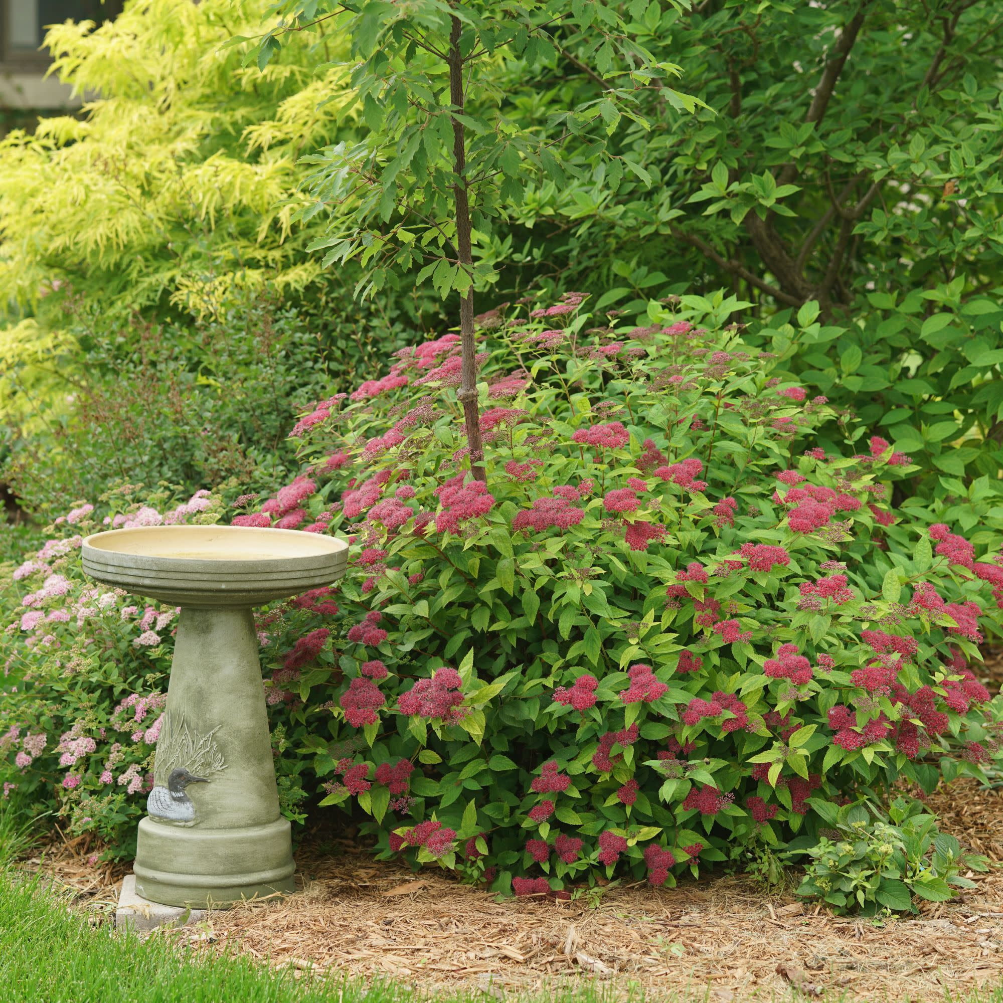 Proven Winners ColorChoice 5" Double Play Red Spirea Live Plant in 4.5" Pot (4 Count)