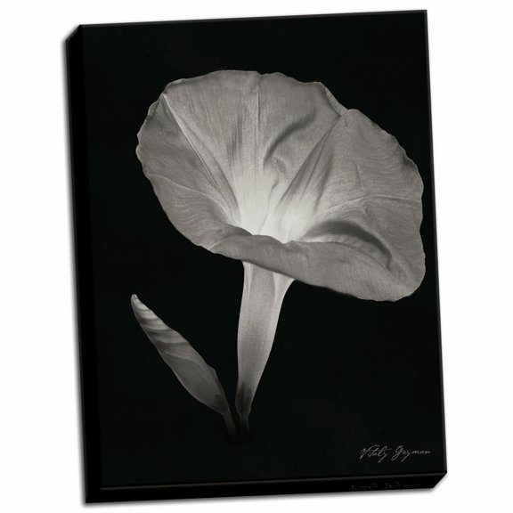 Gango Home Decor Morning Glory I by Vitaly Geyman (Ready to Hang); One 18x24in Hand-Stretched Canvas