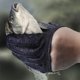 thumbnail image 3 of 1 guante de pesca con liberación magnética, guantes profesionales de pescador para pescar, resistentes a cortes y pinchazos con ganchos magnéticos, guante de caza, 3 of 8