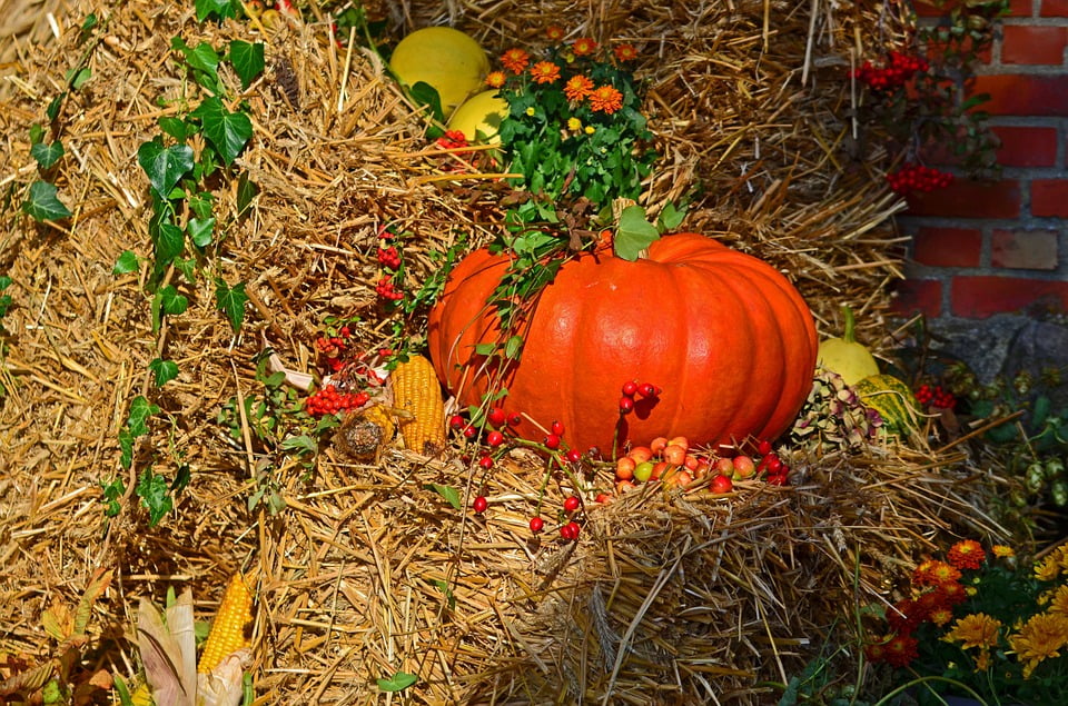Autumn Harvest Pumpkin Harvest Festival20 Inch By 30 Inch Laminated