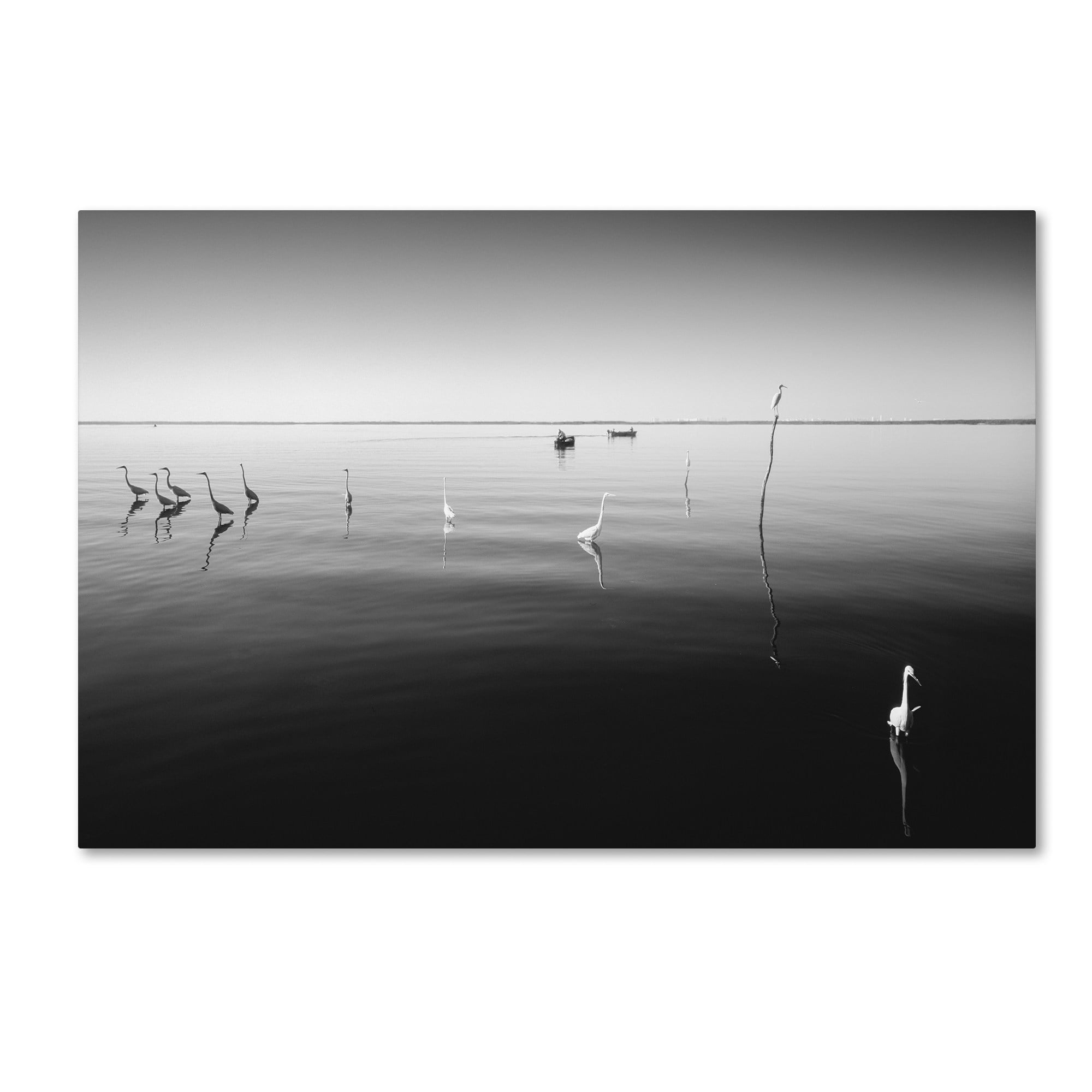 Trademark Fine Art "11 Herons" Canvas Art by Moises Levy