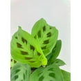 thumbnail image 4 of Maranta Leuconeura Kerchoveana - Live Air-Purifying Indoor Plant in Nursery Pot – Easy Care, Low Maintenance Houseplant for Home & Office Decor, Natural Air Cleaner, Best for Beginners (8"Pot), 4 of 8