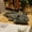 Black, variant on 45cm Axolotl Plush Toy Cute Cartoon Animal Plushie Soft Stuffed Plush Doll For Birthday Gift Home Decoration