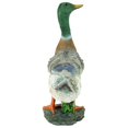 thumbnail image 4 of Design Toscano QM18989 Colvert Canard Animal Statue de Jardin, 13 Pouces, Polyrésine, Couleur, 4 of 6