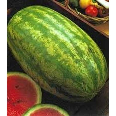 Watermelon Striped Klondike Blue Ribbon Great Heirloom Garden Vegetable 25 (Best Seeds For Home Garden)