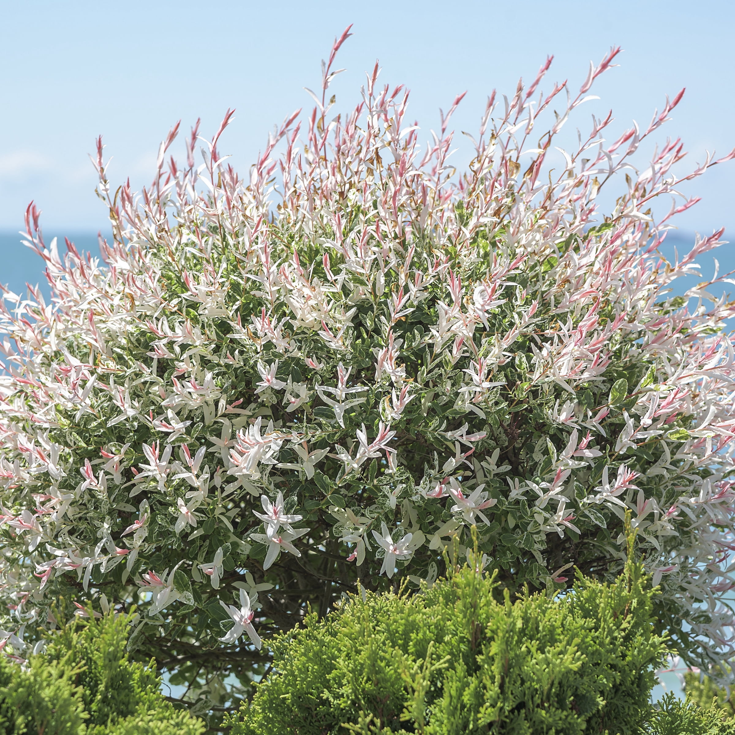 National Plant Network 3 gal Hakuro Nishiki Willow Live Tree