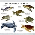 thumbnail image 3 of CafePress - Sea Turtles Of The World Light T Shirt - Men's Classic Graphic T-Shirt, 3 of 4