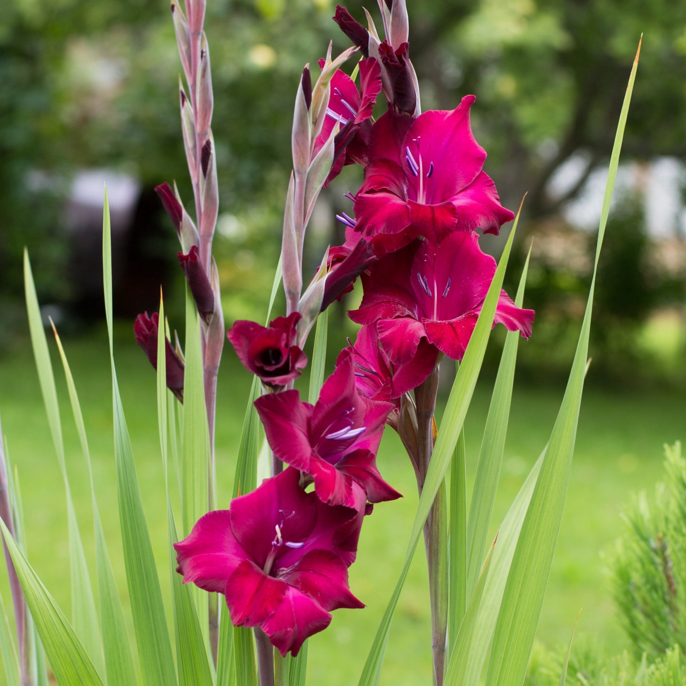 National Plant Network Gladioli Mahler Bulbs (20-Pack)